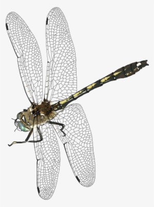 Insect Png Transparent Image Pngpix - Dragonfly Png