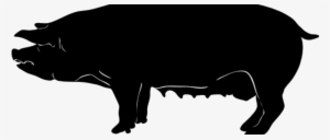 5 Barn Rules To Manage Body Condition In Sows - Pig Silhouette