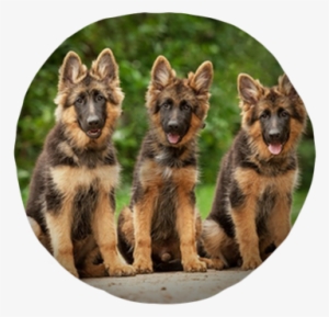 Three German Shepherd Puppies Tufted Floor Pillow - Traits For A German Shepherd