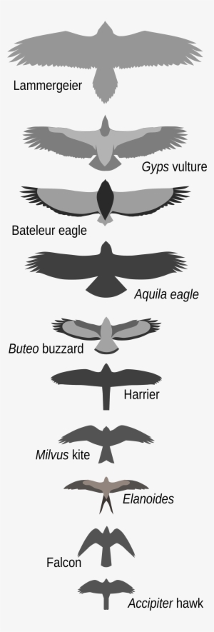 Open - Falcon Bird Size Comparison