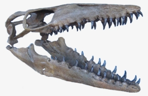 Mosasaurus - Dentadura De Mosasaurio