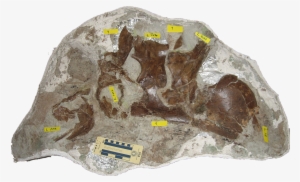 Avaceratops Lab Clean - Avaceratops Triebold