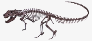Postosuchus Kirkpatricki - Postosuchus Skeleton