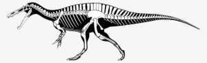 The Amusingly-named Irritator From South America Further - Suchomimus Skeleton Found