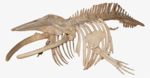 Balanoptera Acutorostrata Minke Whale - Blue Whale Skeleton Png