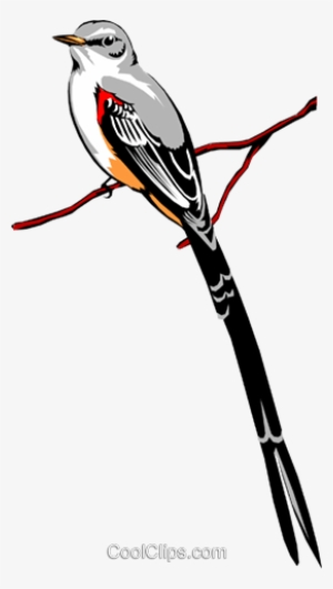 Scissor-tailed Flycatcher Royalty Free Vector Clip - Scissor Tailed Flycatcher Clipart