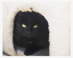 Photo Of Ak1744 Princess Bubblegum - Black Cat