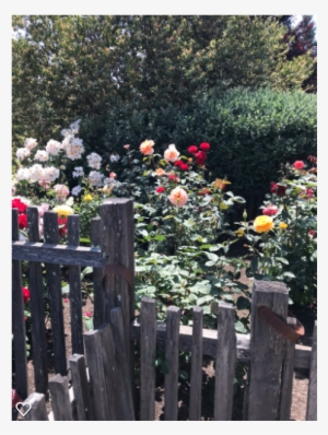 Memory Rose Garden For My Mom When I Miss Her Miracle - Garden Roses