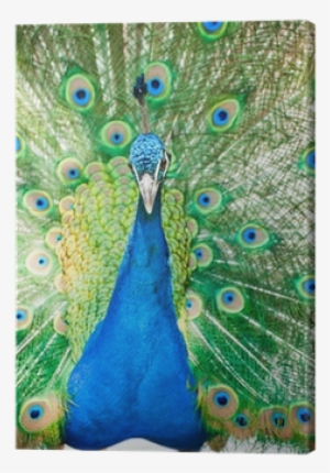 Male Indian Peacock Showing Its Feathers Canvas Print - Pavo Real Macho