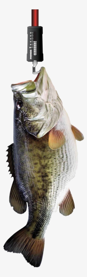 Thumbnail 5 - Weigh Fish