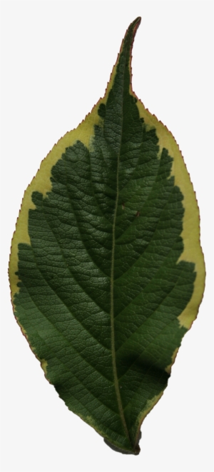 2d Leaves - Tree