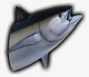 Bluefin Tuna Head Mount Fish Replica - Tuna