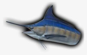 Marlin, Head Mount Fish Mount - Atlantic Blue Marlin