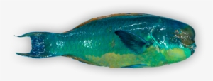 Steephead Parrotfish - Okra Peji