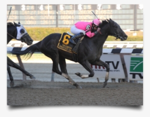 Swagger Jack - Flat Racing