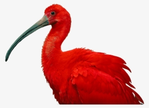 The National Birds Of Trinidad & Tobago - Scarlet Ibis Of Trinidad And Tobago
