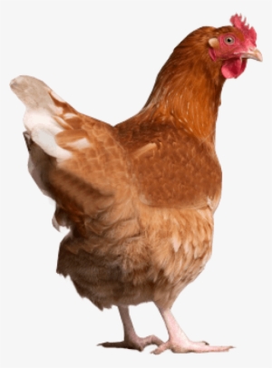 Free Png Chicken Png Images Transparent - Chicken Manual By Laurence Beeken