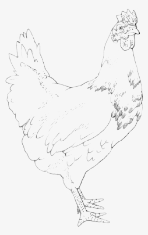Drawing - Free Range Chicken Drawing