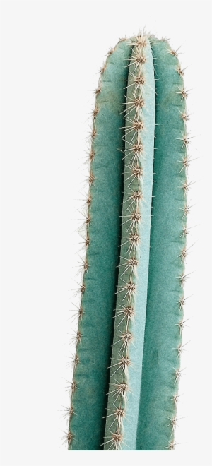 The Land - San Pedro Cactus