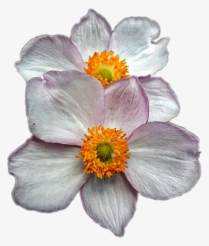 Japanese Anemone