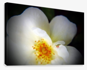 White Heart Petals Canvas Print - Burnet Rose