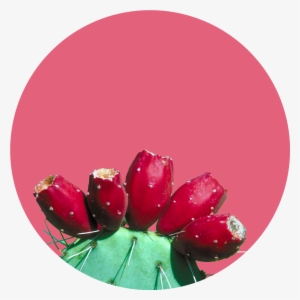 Cactus - Present