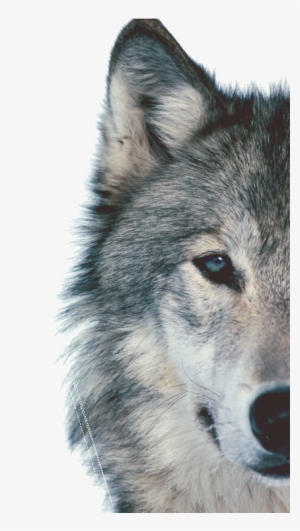 I-1 - Wolf Face Background
