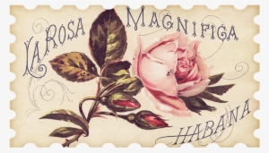 Children And Flowers - Pink Rose Antique Label Magnets