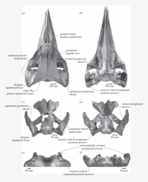 Comparison And Shared Features Of The Skulls Of The - Pygmy Right Whale