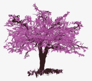 Our Wines - Eastern Redbud Tree Png