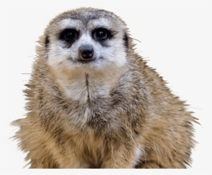 Meerkat - Meerkat Transparent Background