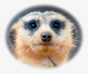 meerkat head 2 - animal jam clans