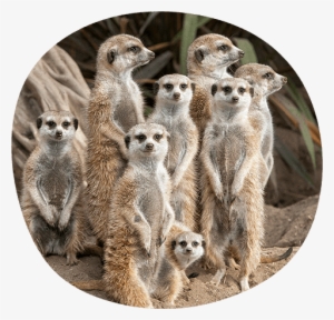 Seven Adult Meerkats Standing With One Baby In Front - Do Snakes In A Zoo Or Safari Eat
