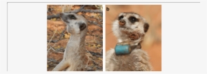 Meerkats With Pathology Typical Of Tuberculosis Caused - Tuberculosis