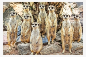 Meerkats - Anm040