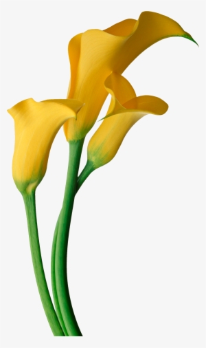 Easter Flower Clipart Calla Lily - Calla Lily Flower Png