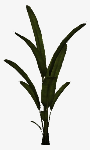 Palm Plant - Houseplant