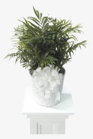 Palm Plant - Chamaedorea Elegans