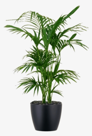 Low-light Interior Palm Plant Kentia - Kentia Palm White Pot