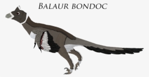 Alpha-dilophosaurus - - Ring-necked Pheasant