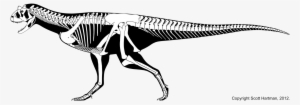 Carnotaurus-skelet - Skeleton Of A Trex