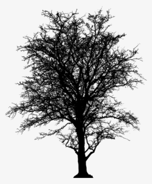 Leafless, Tree, Barren, Plant, Silhouette, Ecology - Silhouette Of A Tree Png