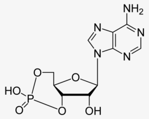 Cyclic Adenosine Monophosphate 2d Skeletal