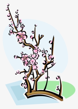Vector Illustration Of Chinese Plum Blossom Flowering