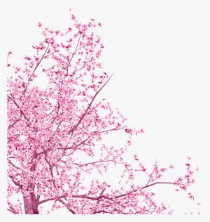 Ink Cherry Blossom Vector Free Download - Cherry Blossom Branch Free