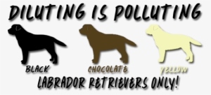 Riorock Puppies Available * - Labrador Retriever