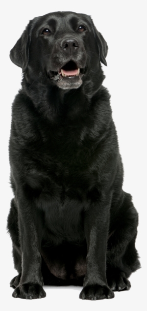 Home Page Black Lab - Black Labrador Retriever Sitting