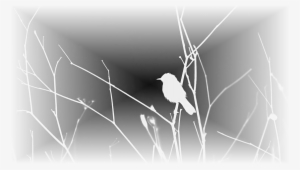 Pajaritopb9 - Northern Grey Shrike