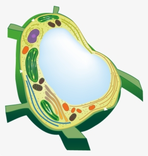Plant Cell Vacuole Transparent