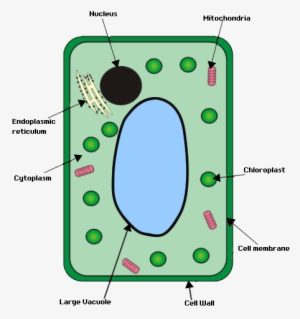 Plant Cell - Plant Cell Structure Gcse